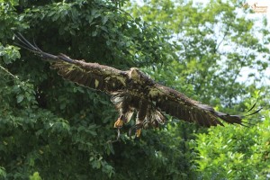 bird-of-prey-188832_640