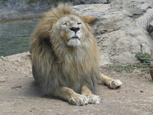 lion-1145307_640